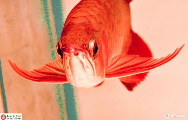 三條紅龍魚能混養嗎