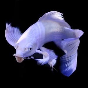 蝴蝶鯉魚(yú)可以和龍魚(yú)混養(yǎng)：蝴蝶鯉可以和龍魚(yú)混養(yǎng)嗎