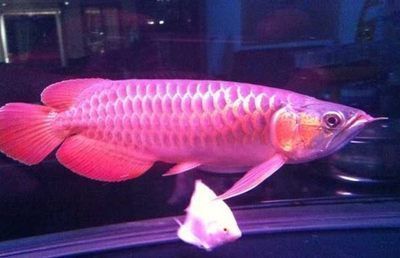 紅龍魚開(kāi)燈時(shí)間長(zhǎng)影響什么（如何改善紅龍魚的睡眠質(zhì)量）