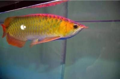 紅龍魚開(kāi)燈時(shí)間長(zhǎng)影響什么（如何改善紅龍魚的睡眠質(zhì)量）