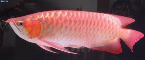 如何選擇適合銀龍魚的過濾材料:如何根據銀龍魚的特點和需求,挑選出最適合的過濾材料 龍魚百科 第3張 如何選擇適合銀龍魚的過濾材料:如何根據銀龍魚的特點和需求,挑選出最適合的過濾材料 如何選擇適合銀龍魚的過濾材料:如何根據銀龍魚的特點和需求,挑選出最適合的過濾材料 龍魚百科 第3張
