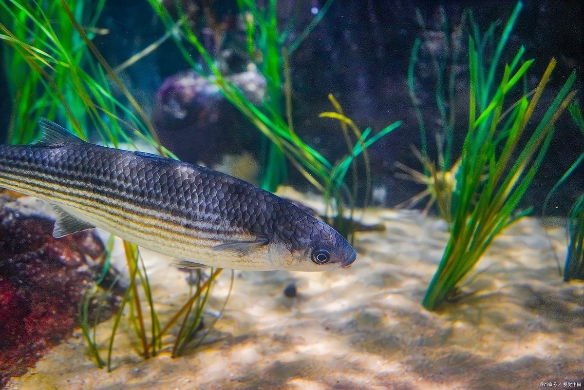 雷龍魚可以養多對嗎