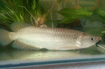 龍魚的繁殖期是什么時(shí)候：龍魚的繁殖期是什么時(shí)候，