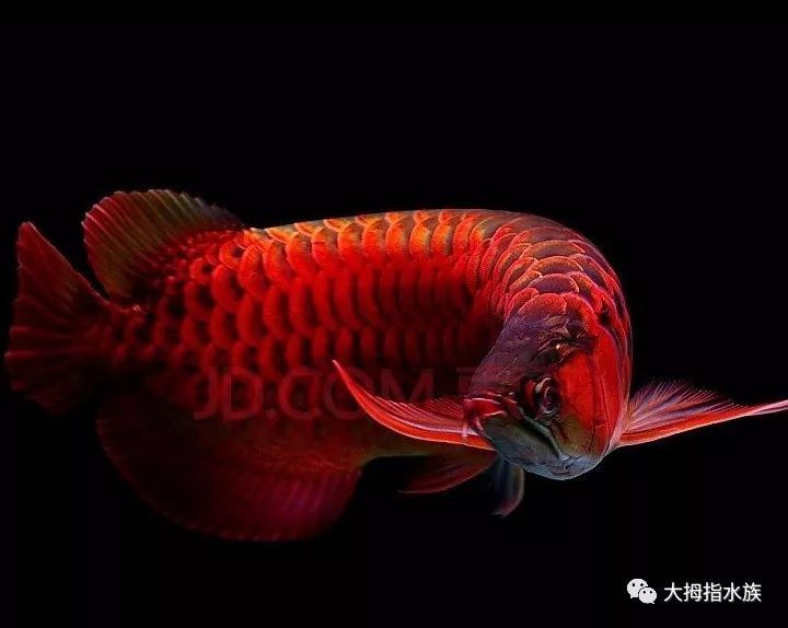 紅龍魚幼魚飼養(yǎng)技巧和方法（紅龍魚幼魚的飼養(yǎng)方法全攻略紅龍魚的飼養(yǎng)方法全攻略）