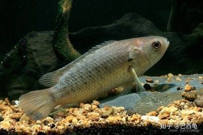 龍魚會不會吃清道夫:龍魚會吃清道夫嗎? 龍魚百科 第3張 龍魚會不會吃清道夫:龍魚會吃清道夫嗎? 龍魚會不會吃清道夫:龍魚會吃清道夫嗎? 龍魚百科 第3張