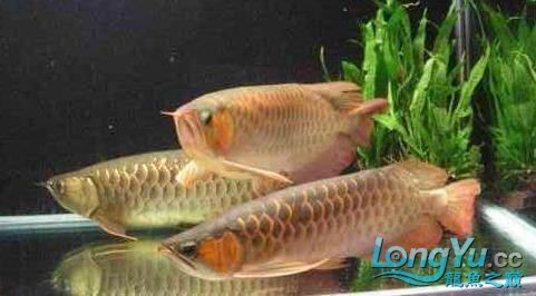 龍魚疾病的預防和治療視頻：龍魚常見疾病的預防和治療