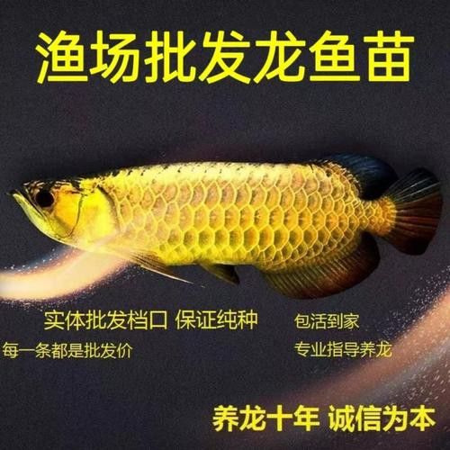 專業定做魚缸觀賞魚選龍魚世家水族館贊 專業定做魚缸觀賞魚選龍魚世家水族館贊 龍魚百科 第8張