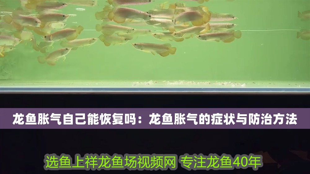 龍魚脹氣自己能恢復(fù)嗎：龍魚脹氣的癥狀與防治方法 龍魚脹氣自己能恢復(fù)嗎：龍魚脹氣的癥狀與防治方法 龍魚百科 第1張