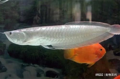 養(yǎng)一條銀龍魚代表什么意思：養(yǎng)一條銀龍魚代表什么意思，養(yǎng)一條銀龍魚有什么寓意