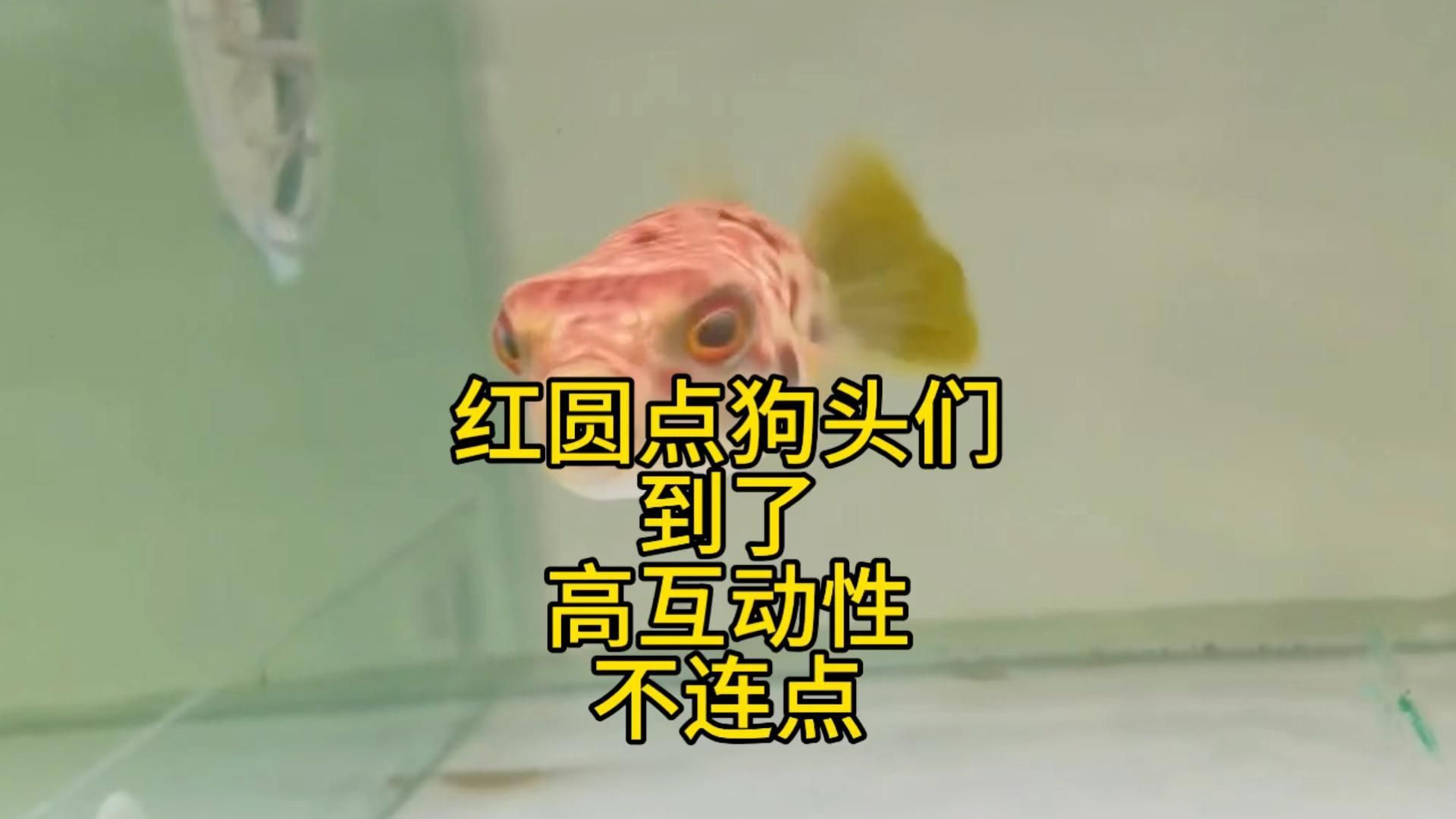 奈及利亞紅圓點(diǎn)狗頭魚(yú)多少錢(qián)