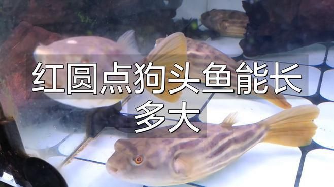 奈及利亞紅圓點(diǎn)狗頭魚(yú)多少錢(qián)