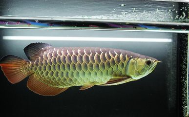 金龍魚燒須可以恢復嗎？：金龍魚燒須可以恢復嗎 金龍魚燒須可以恢復嗎？：金龍魚燒須可以恢復嗎 龍魚百科 第2張