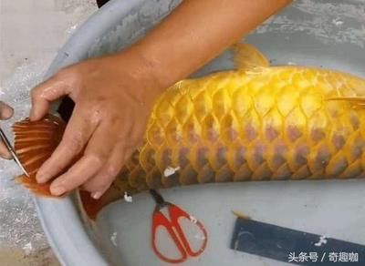金龍魚燒須可以恢復嗎？：金龍魚燒須可以恢復嗎 金龍魚燒須可以恢復嗎？：金龍魚燒須可以恢復嗎 龍魚百科 第3張