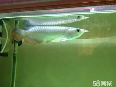 藍(lán)底金頭過背金龍魚價值：關(guān)于藍(lán)底金頭過背金龍魚價值的一些詳細(xì)信息 藍(lán)底金頭過背金龍魚價值：關(guān)于藍(lán)底金頭過背金龍魚價值的一些詳細(xì)信息 龍魚百科 第3張
