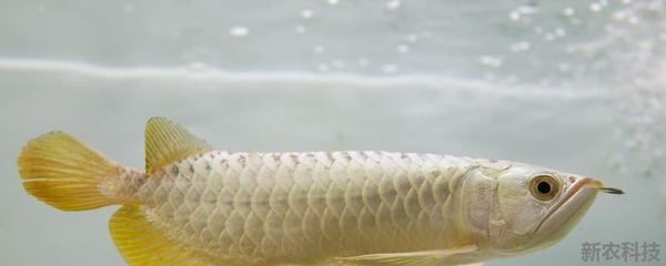 胭脂孔雀龍魚飼料搭配指南，