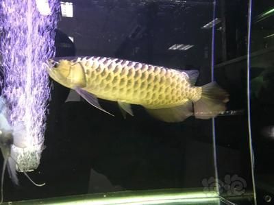 龍魚的溫度一般要開幾度的燈：對于龍魚的溫度和燈光的需求