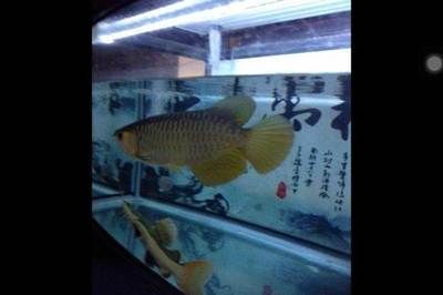 27度養龍魚行不行呀：27度的水溫可以作為養龍魚的一個可行性分析龍魚的可行性分析