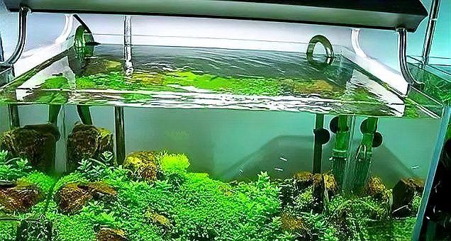 消毒后多久可以放闖缸魚？