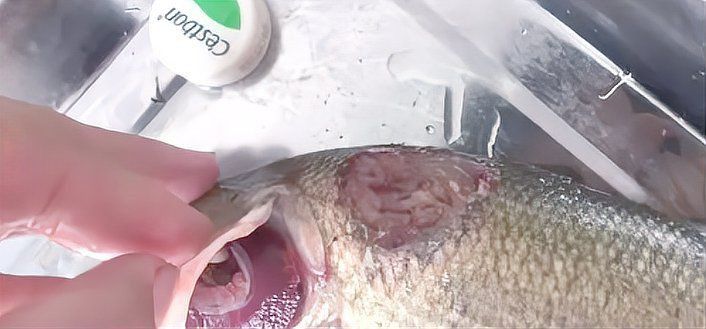 龍魚爛身最怕三個東西 龍魚百科 第9張 龍魚爛身最怕三個東西 龍魚爛身最怕三個東西 龍魚百科 第9張