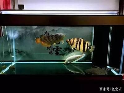 龍魚配什么魚一起養好：幾種適合與龍魚混養的魚類