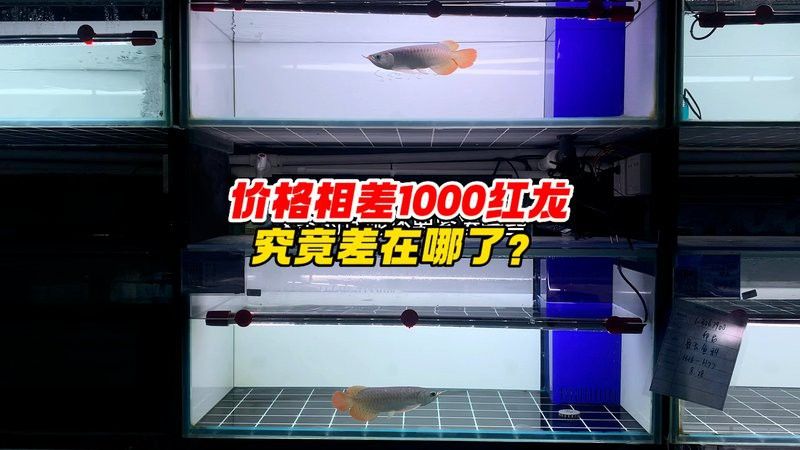 觀賞紅龍魚價(jià)格及圖片大全