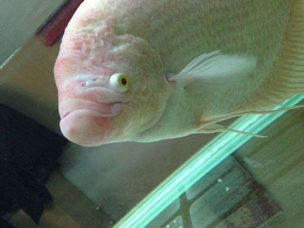 龍魚死后眼睛發白什么原因：龍魚死后眼睛發白什么原因龍魚死后眼睛發白什么原因