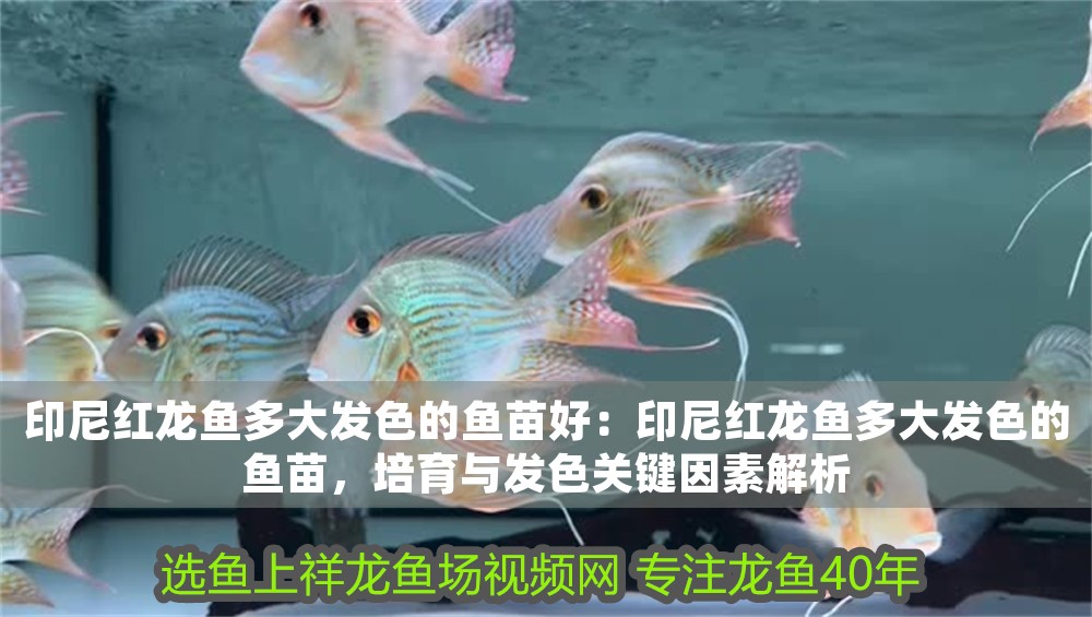 印尼紅龍魚(yú)多大發(fā)色的魚(yú)苗好：印尼紅龍魚(yú)多大發(fā)色的魚(yú)苗，培育與發(fā)色關(guān)鍵因素解析