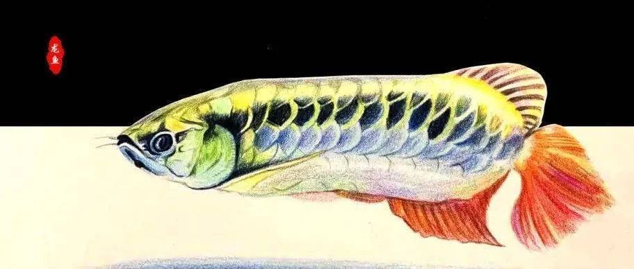 龍魚的畫怎樣畫好看又漂亮：根據(jù)搜索結(jié)果整理的龍魚畫法教程