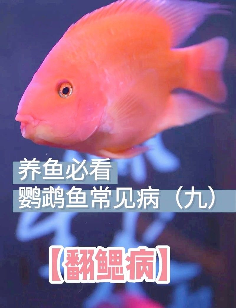 銀龍魚翻鰓手術后多久恢復？