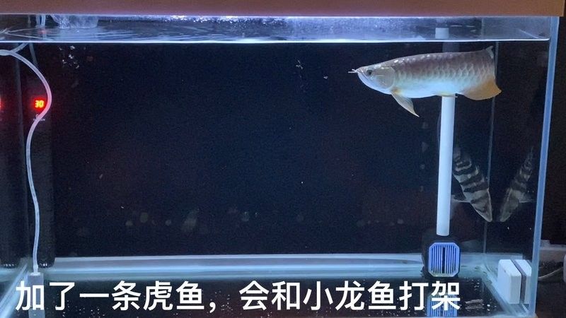 龍魚虎魚打架視頻