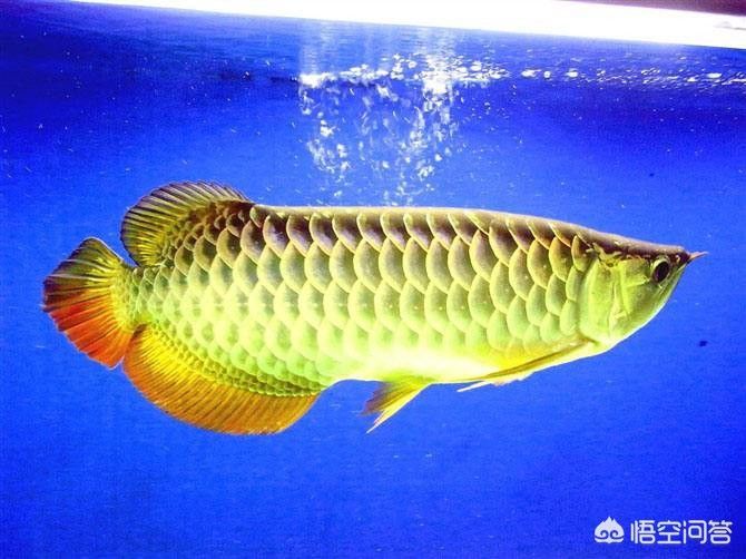 金龍魚為什么會變色