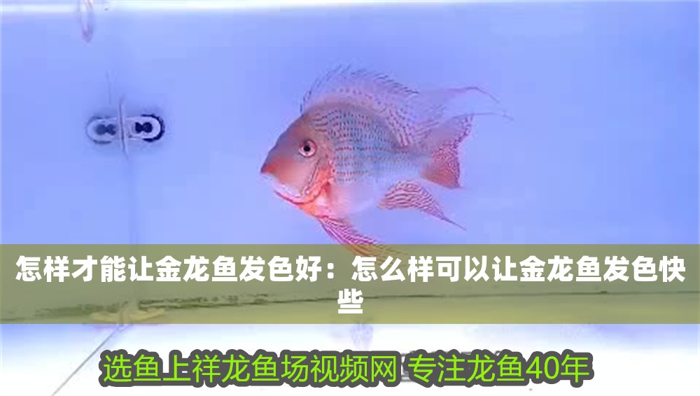 怎樣才能讓金龍魚發(fā)色好：怎么樣可以讓金龍魚發(fā)色快些