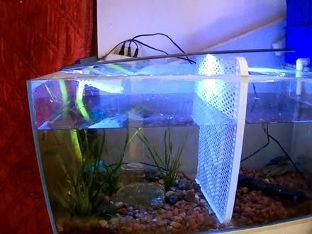 雷龍魚能和狗頭混養(yǎng)嗎圖片