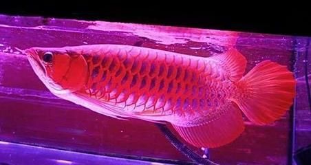 龍魚燈什么顏色好看又實用：龍魚燈品牌推薦，如何調節龍魚燈光時間