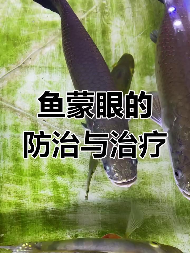 如何判斷魚是否患有蒙眼病？