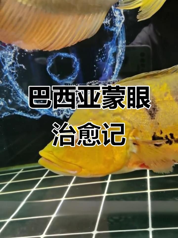 如何判斷魚是否患有蒙眼病？