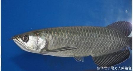 龍魚咬其他魚：如何判斷龍魚咬其他魚的現象