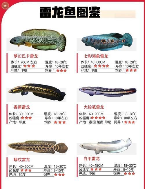 龍魚魚缸十大名牌排行榜圖片
