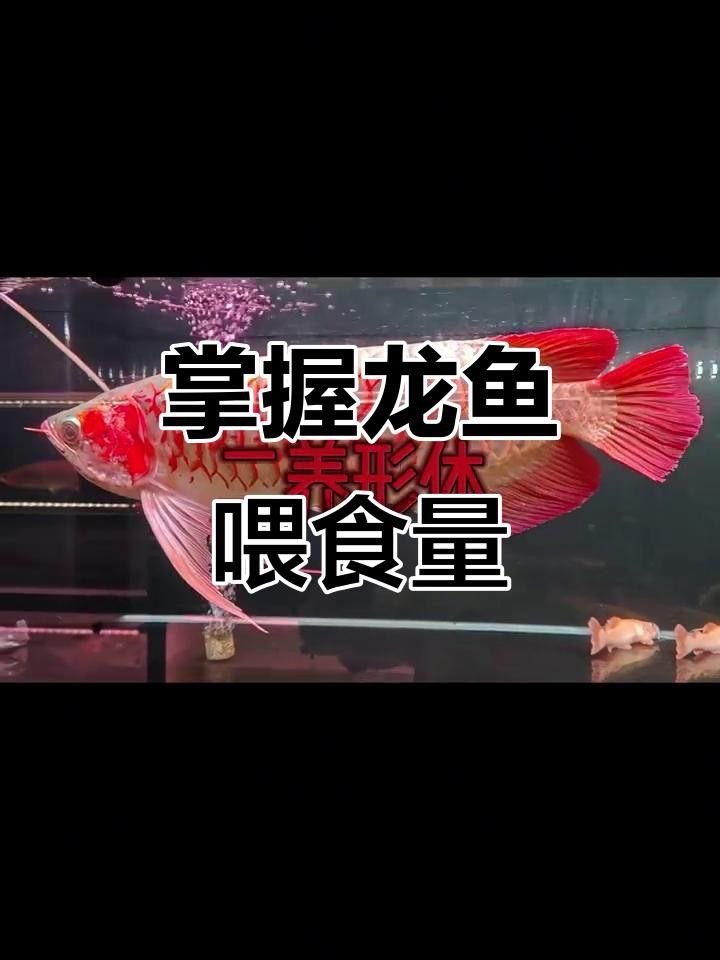 如何調整金頭龍魚的投喂量？