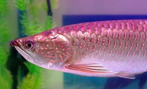 星點龍魚圖片大全