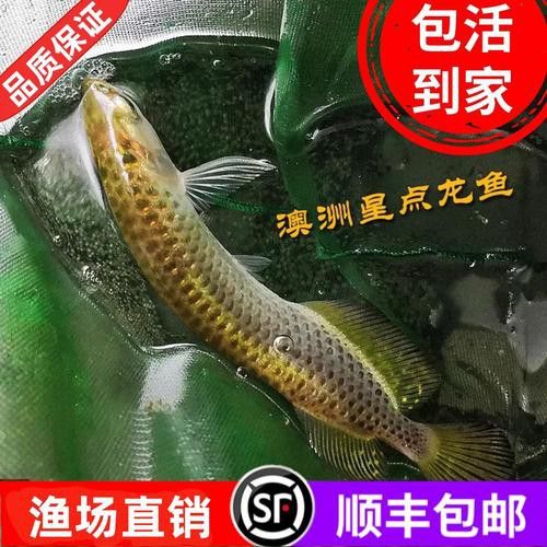 星點龍魚圖片大全