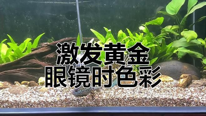雷龍魚養殖技巧