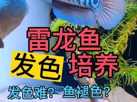 雷龍魚養殖技巧