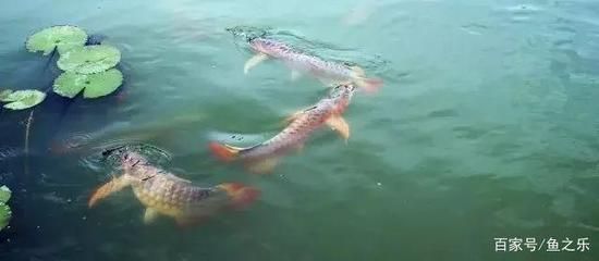 養龍魚什么魚缸好看