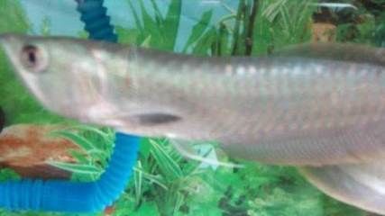 金龍魚和銀龍混養多久能熟悉環境：金龍魚和銀龍魚混養后適應環境的時間并不是一個固定的數字