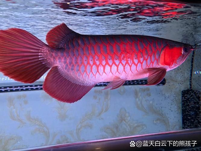 龍魚品相鑒別方法圖解 龍魚品相鑒別方法圖解 龍魚百科 第27張