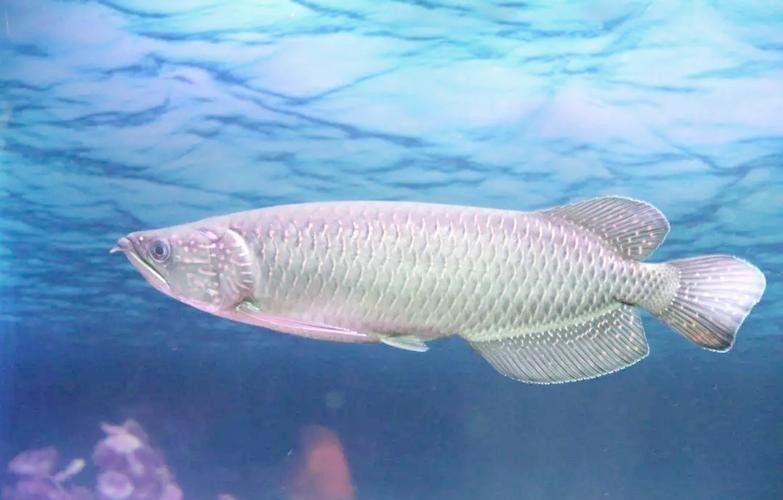龍魚品相鑒別方法圖解 龍魚品相鑒別方法圖解 龍魚百科 第23張