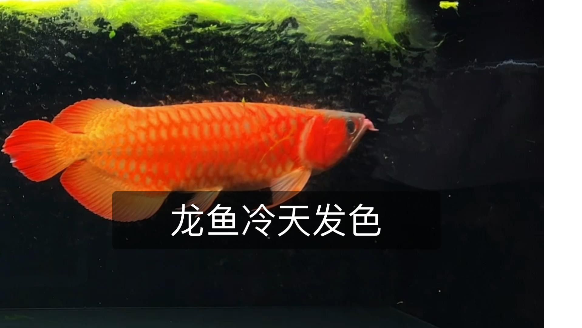 大湖紅龍喂食量如何控制？ 大湖紅龍喂食量如何控制？ 龍魚百科 第4張