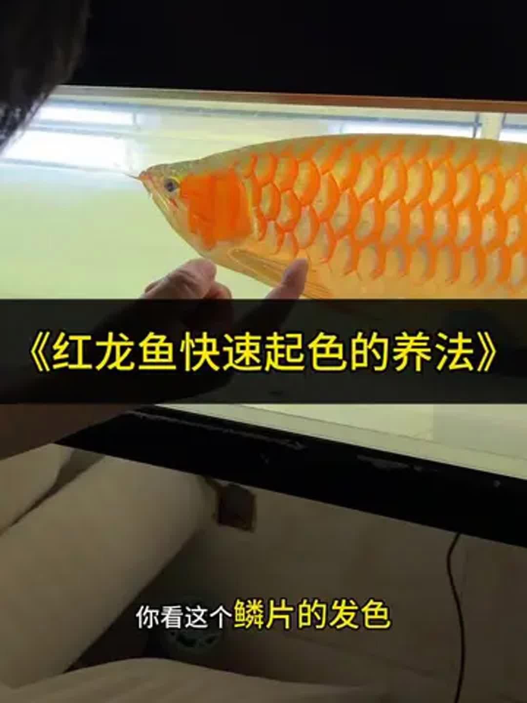 大湖紅龍喂食量如何控制？