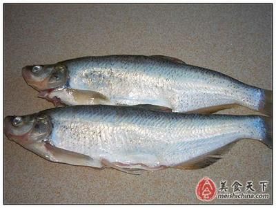 紅龍魚背上有白點是什么：紅龍魚背上有白點是怎么回事 紅龍魚背上有白點是什么：紅龍魚背上有白點是怎么回事 龍魚百科 第2張